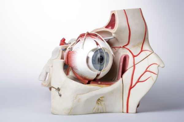 Der Welttag des Sehens findet jährlich am zweiten Donnerstag im Oktober statt. Er soll die Bedeutung der Augengesundheit hervorheben und auf Sehbehinderungen und Blindheit aufmerksam machen.