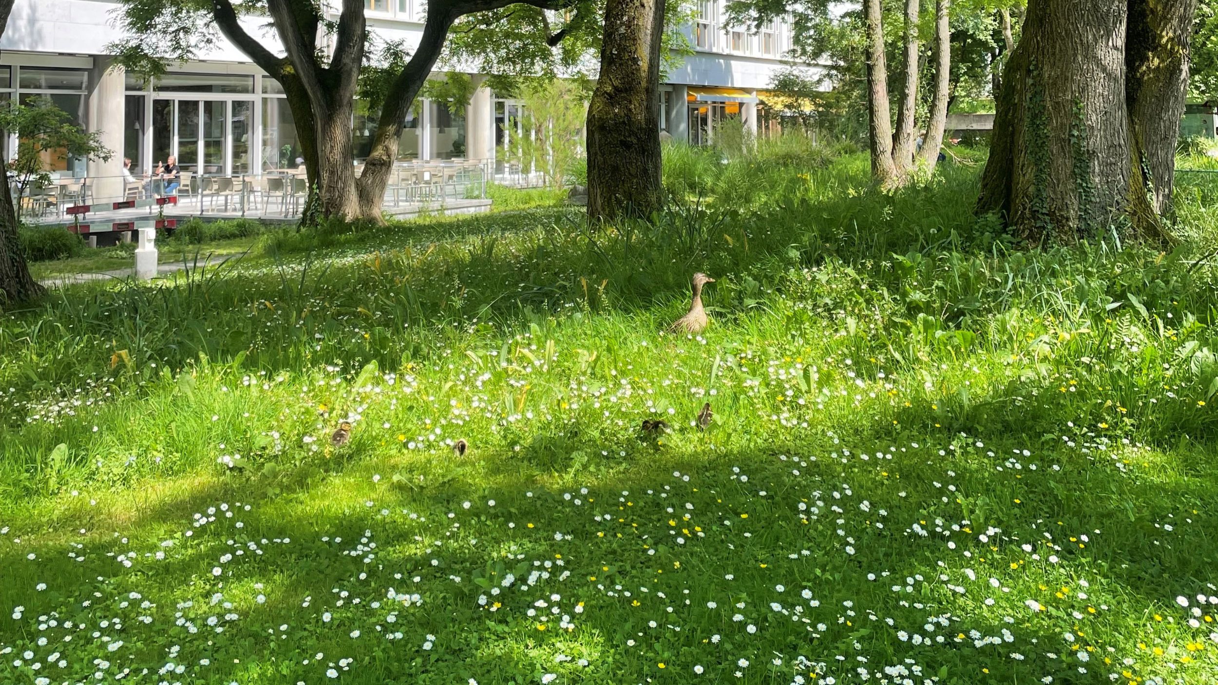 Meadow with yellow flowers