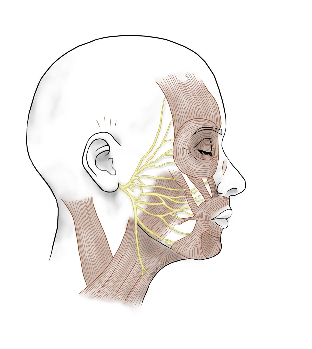 Gesicht mit Muskeln und Nerven